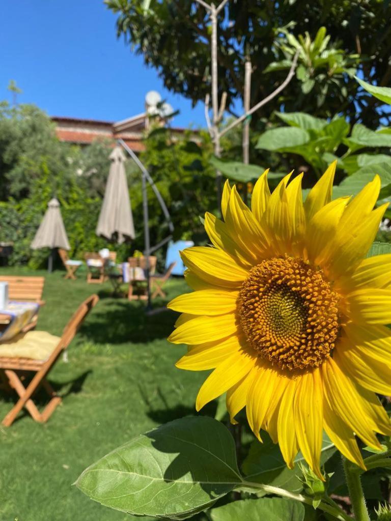 Lemon-Ada Butik Otel Kusadası Exterior foto